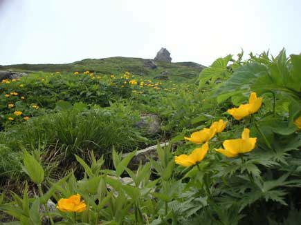 �Ζʂ����ς��̃V�i�m�L���o�C