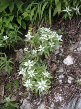 �L���b�g�ɍ炭�~�l�E�X���L�\�E