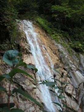 ���~�߂̑�