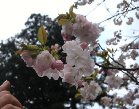 �R���_�Ћ����̍�