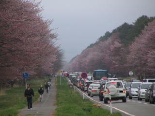 ずらっと並んだ桜・・・より目立つ車（笑）
