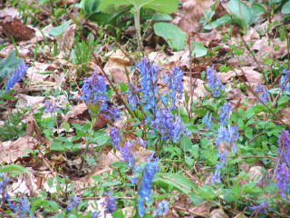 こいつなんでしょうか？？青くて綺麗なのがあちこちに咲いていました。が！小さい虫と戦いながらの写真なのでいまいちピントが(^^;
