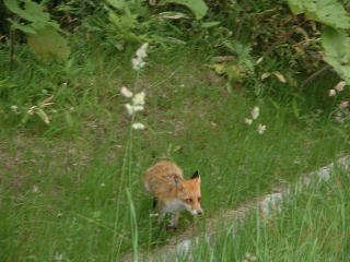 �{���͂�����C�����񂾂��ǂˁA�Z�킾�����̂��ȁB